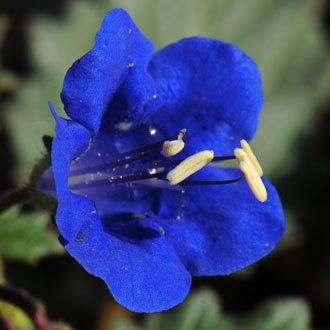Desert Bluebells bloom from February to April and for longer periods in cultivation. Plants are native to southeast California but cultivated escapees may be occasionally observed in Maricopa County, Arizona. Phacelia campanularia Desert Bluebells bloom from February to April and for longer periods in cultivation. Plants are native to southeast California but cultivated escapees may be occasionally observed in Maricopa County, Arizona. Phacelia campanularia